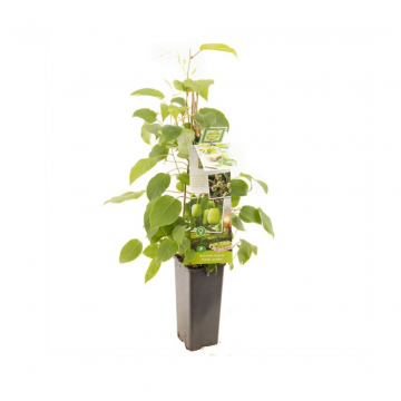 Vrouwelijke mini kiwi (Actinidia arguta Fresh Jumbo)