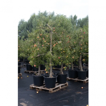 Rood gebloste handappel 50L pot (Malus dom. Junami ± 12 jaar)