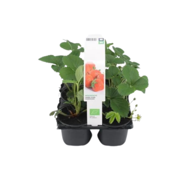 Aardbei doordragend (Fragaria Ostara) six-pack BIO