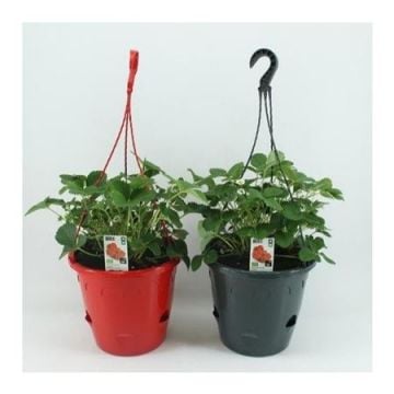 Aardbei (Fragaria) hangpot 26cm BIO