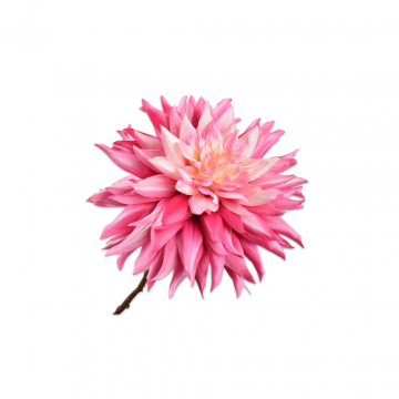 Dahlia Steel Roze