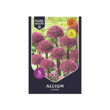 Allium Ostara 5 bollen