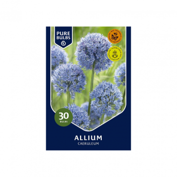 Pure Bulbs Allium Caeruleum 30 bollen