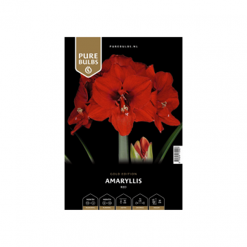 Pure Bulbs Amaryllis Red 1 bol