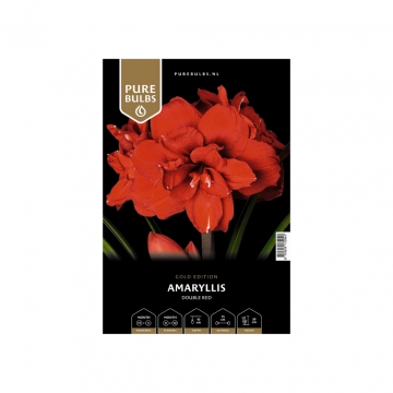 Pure Bulbs Amaryllis Double Red 1 bol