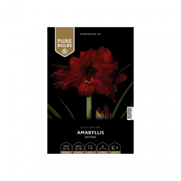 Pure Bulbs Amaryllis Red Pearl 1 bol