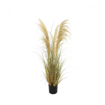 Pampas 120 cm naturel