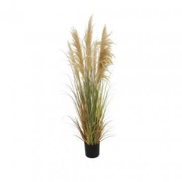 Pampas 150 cm naturel