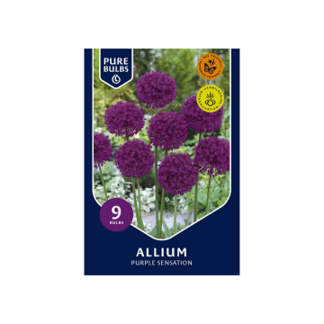 Pure Bulbs Allium Purple Sensation 9 bollen