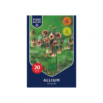 Pure Bulbs Allium Siculum 20 bollen