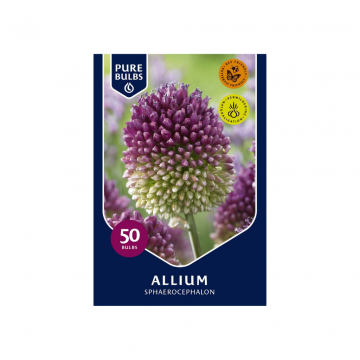 Pure Bulbs Allium Sphaerocephalon 50 bollen