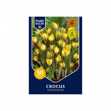 Pure Bulbs Crocus Fuscotinctus 50 bollen