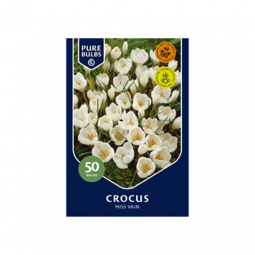 Pure Bulbs Crocus Miss Vain 25 bollen