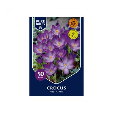 Pure Bulbs Crocus Ruby Giant 50 bollen