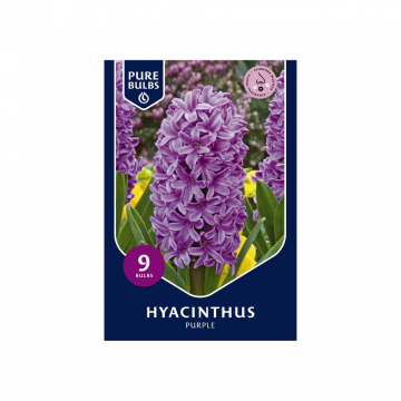 Pure Bulbs Hyacinthus Purple 9 bollen