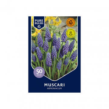 Pure Bulbs Muscari Armeniacum 50 bollen