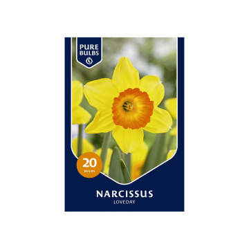 Pure Bulbs Narcissus Loveday 15 bollen