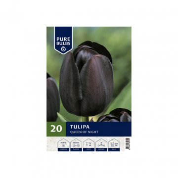 Pure Bulbs Tulipa Queen of Night 20 bollen