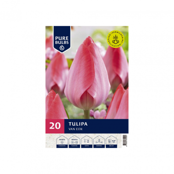 Pure Bulbs Tulipa Van Eijk 20 bollen