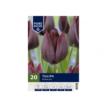 Pure Bulbs Tulipa Ronaldo 20 bollen