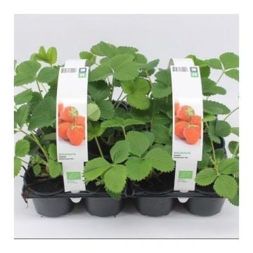 Aardbei middelvroeg (Fragaria Sonata) six-pack BIO