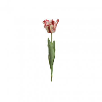 Decoris Tulp Rood en Wit 68 cm