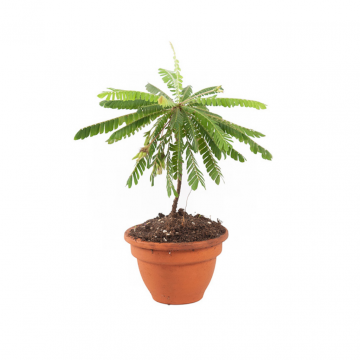 Kleine boomplant (Biophytum Sensitivum) 9 cm