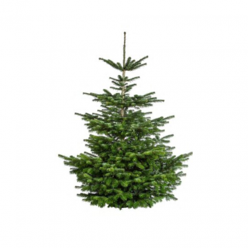 Kerstboom Nordmann gezaagd 160-225 cm