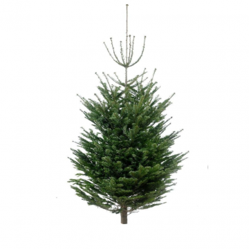 Kerstboom Abies Nobilis gezaagd 150-175 cm