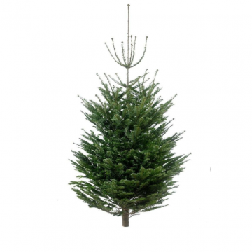 Kerstboom Abies Nobilis gezaagd 175-200 cm