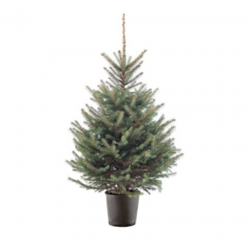 Kerstboom Blauwspar 80-100 cm in pot