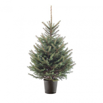 Kerstboom Blauwspar 100-125 cm in pot