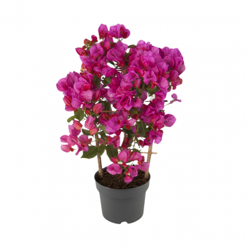 Bougainville (Sanderiana Renate)