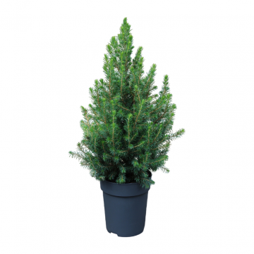 Dwergspar (Picea Glauca Conica) 50 cm