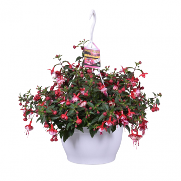 Fuchsia in hangpot