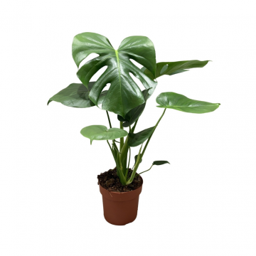 Gatenplant (Monstera Deliciosa) 65 cm