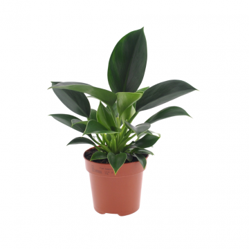 Klimmende boomliefhebber (Philodendron Green Princess)