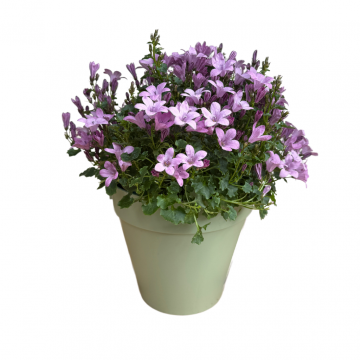 Klokjesbloem (Campanula addenda)