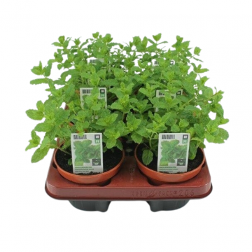 Marokkaanse Munt (Mentha Spicata 'Moroccan') BIO