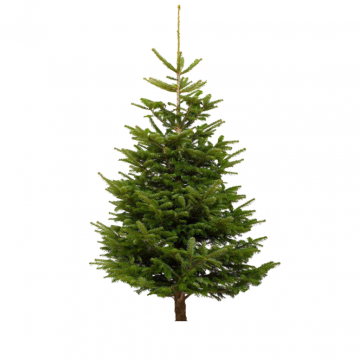 Kerstboom Picea Abies gezaagd 100-125 cm