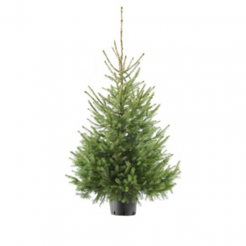 Kerstboom Picea Omorika 80-100 cm in pot