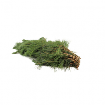 Pinus Handbos Kerstgroen