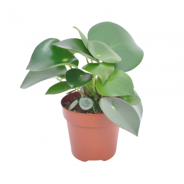 Peperomia (Raindrop)