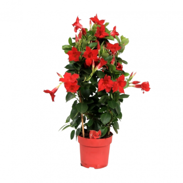 Mandevilla (Dipladenia Sundaville Red)