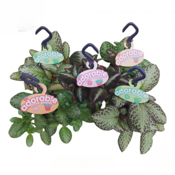 Vlamviool (Episcia in hangpot)