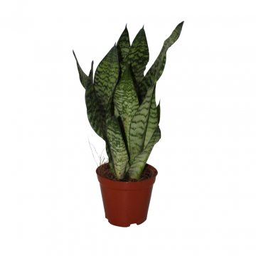 Vrouwentong (Sansevieria Victoria)