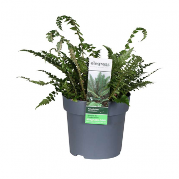 Zwaardvaren Polystichum Neolobatum 45 cm