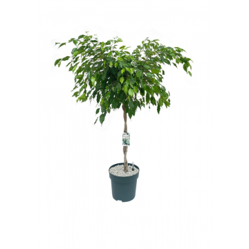 Rubberboom (Ficus Adora) 140 cm