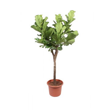Tabaksplant (Ficus Lyrata Stam) 200 cm