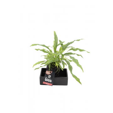 Kangoeroevaren (Lova Microsorum Diversifolium) 40 cm